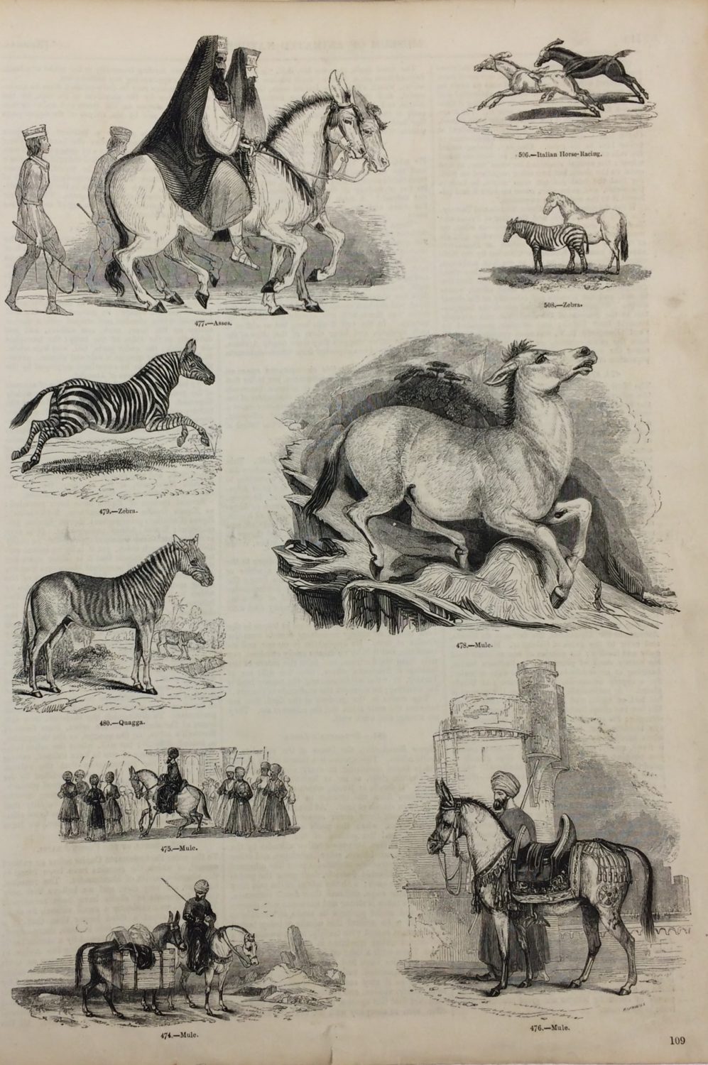 Animal encyclopaedia