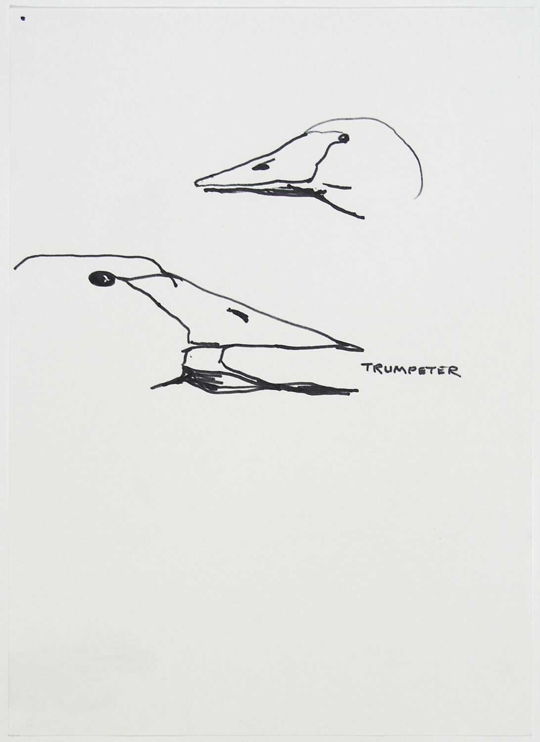 Animal Sketches Swan Trumpeter