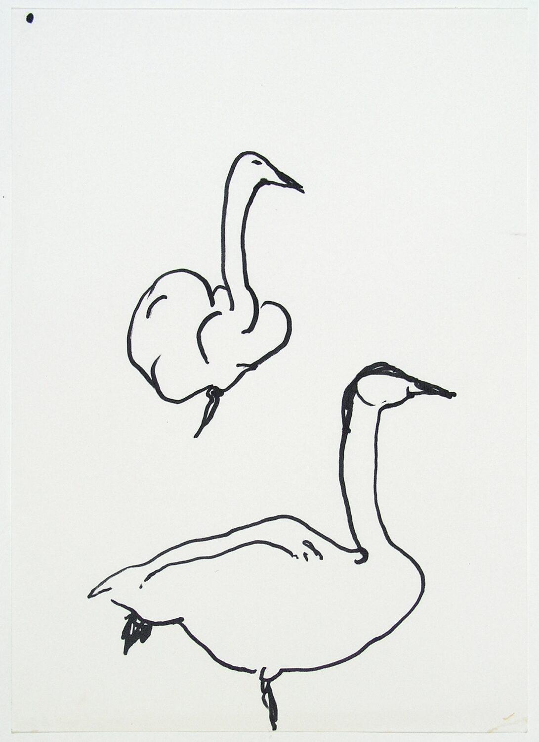 Animal Sketches Swan And Goose (1)