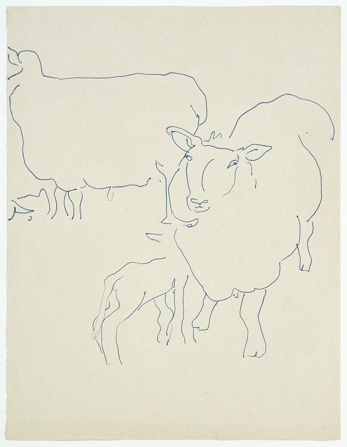Animal Sketches Two Sheep And One Lamb