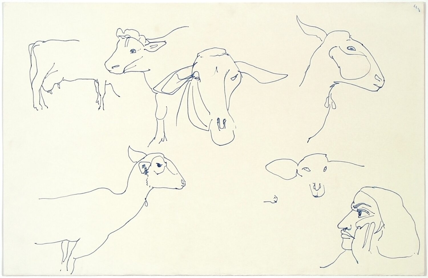 Animal Sketches Cow And Sheep Study With Human Head