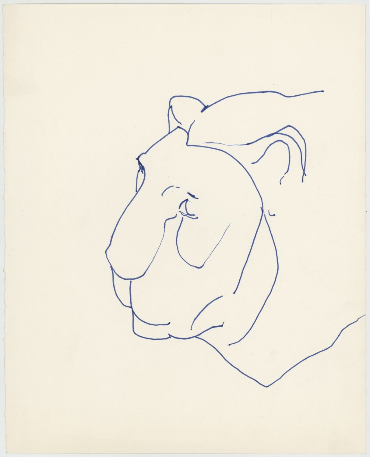 Animal sketch – lion’s head 2