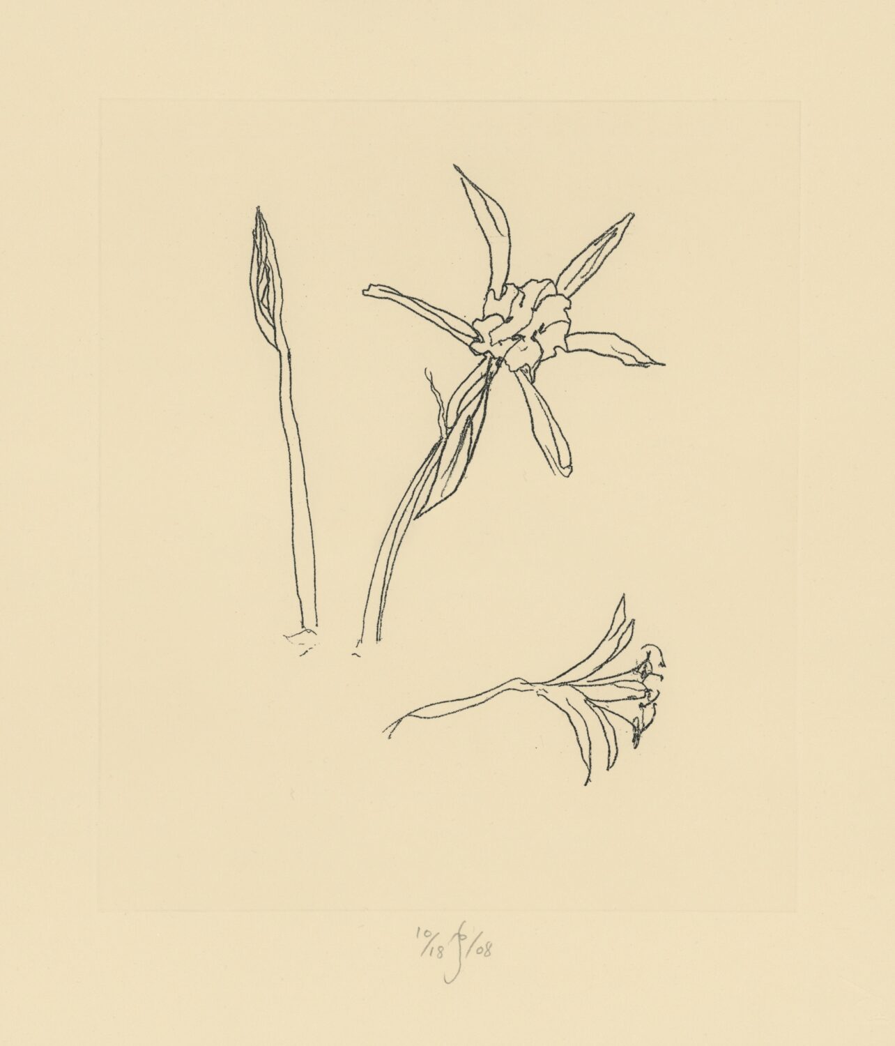 Flowers (Ibiza)